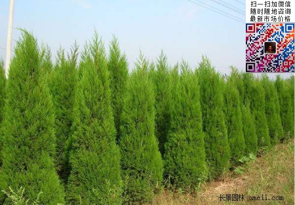 公路綠化植物常綠松柏圓柏圖片