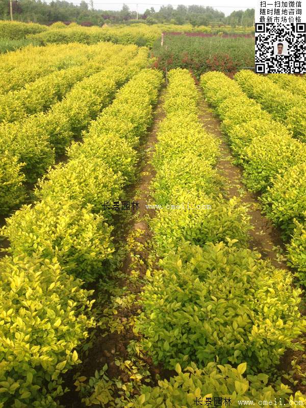 金葉女貞球--長景園林 金葉女貞球--長景園林
