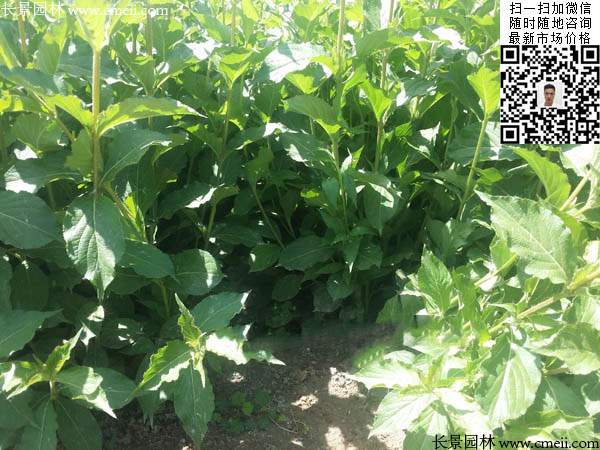 紅王子錦帶 紅王子錦帶