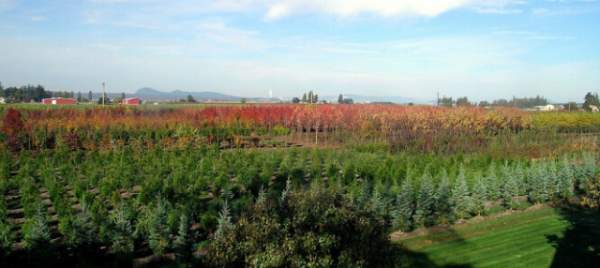 學(xué)習(xí)國外苗木行業(yè)經(jīng)驗，搶先了解國內(nèi)市場動態(tài)