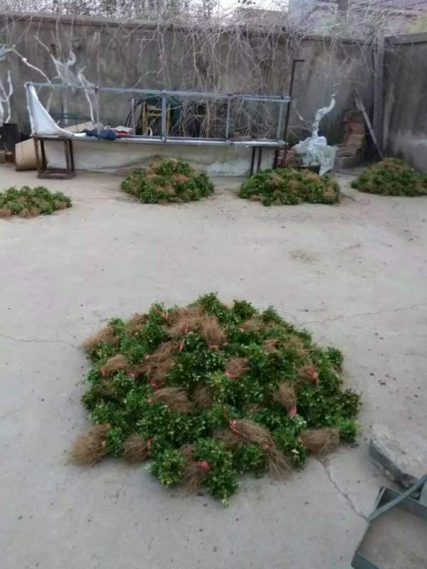 大葉黃楊芽苗 大葉黃楊芽苗