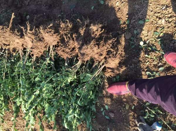 大葉黃楊小苗 大葉黃楊小苗