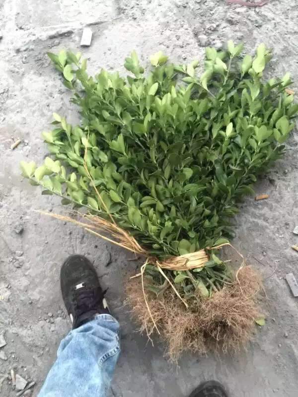 大葉黃楊苗 大葉黃楊苗