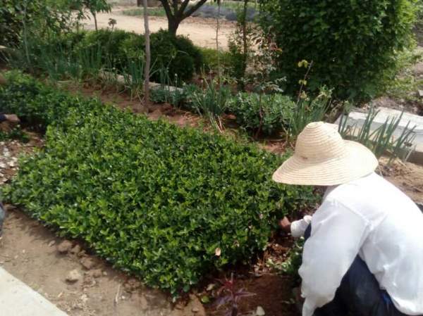 大葉黃楊幼苗 大葉黃楊幼苗