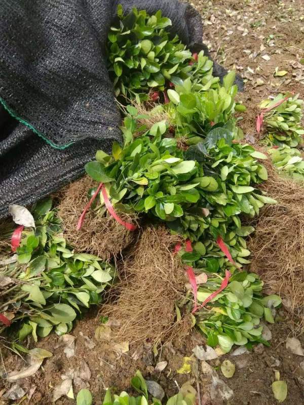 大葉黃楊床苗 大葉黃楊床苗