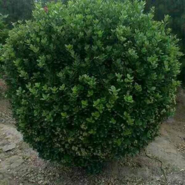 大葉黃楊是常綠嗎,是的 大葉黃楊是常綠嗎,是的