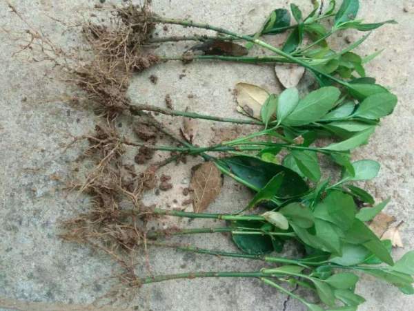 大葉黃楊扦插苗 大葉黃楊扦插苗