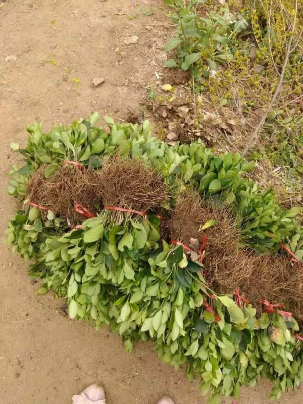 大葉黃楊扦插苗 大葉黃楊扦插苗