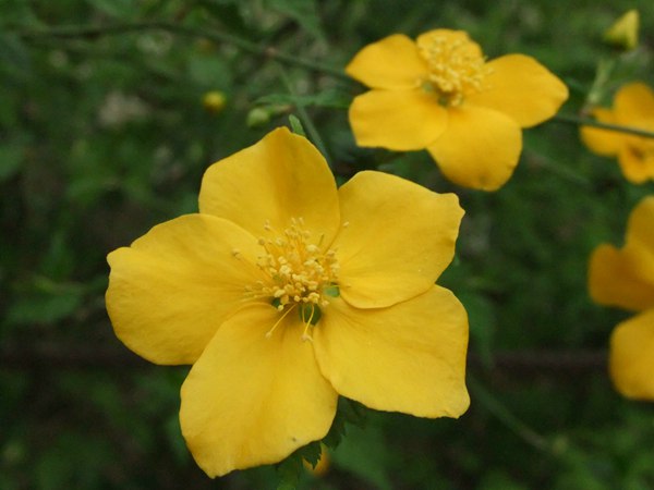 棣棠花的花語是什么？