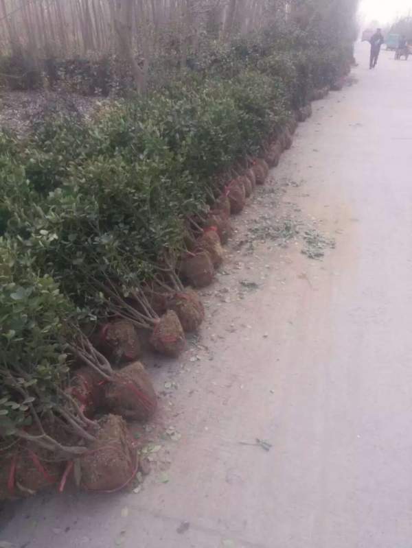 大葉黃楊球 大葉黃楊球