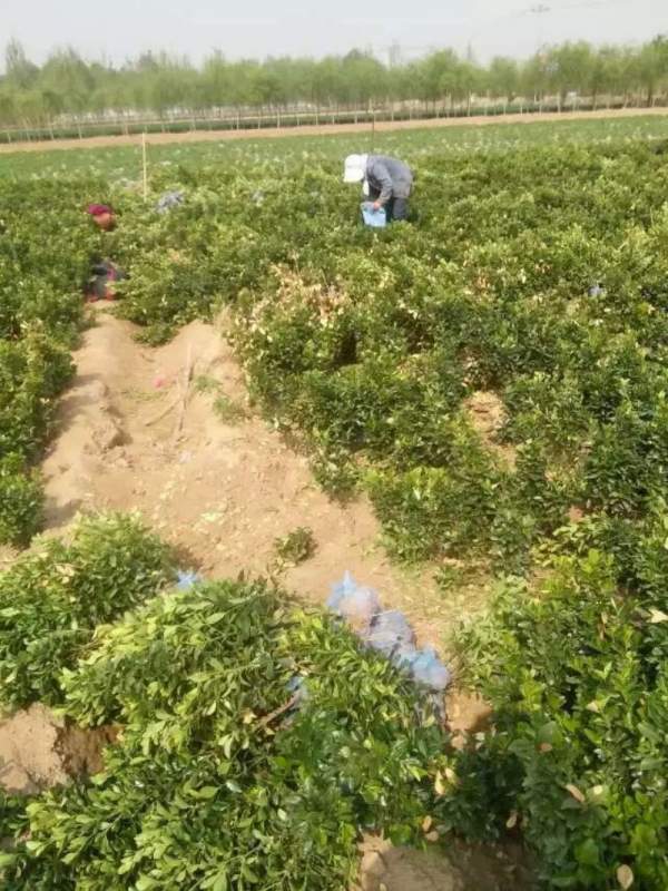 山西大葉黃楊 山西大葉黃楊