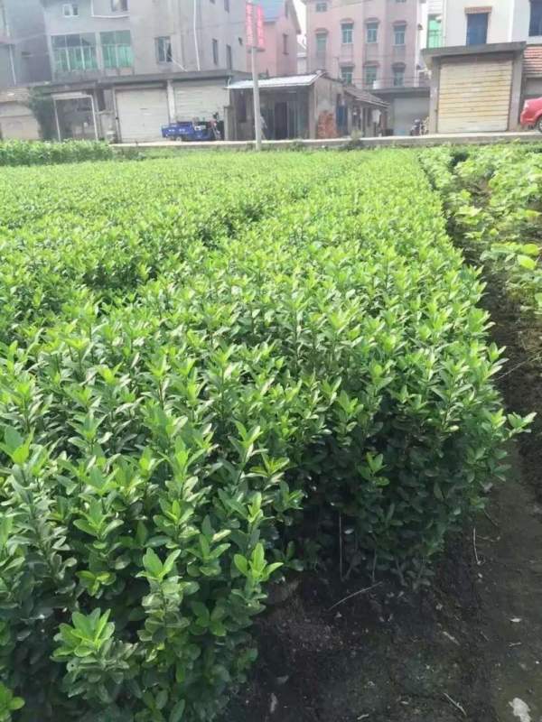 大葉黃楊苗 大葉黃楊苗