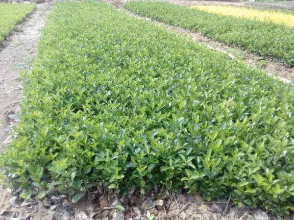 大葉黃楊苗 大葉黃楊苗