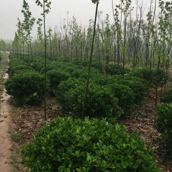 江蘇大葉黃楊 江蘇大葉黃楊