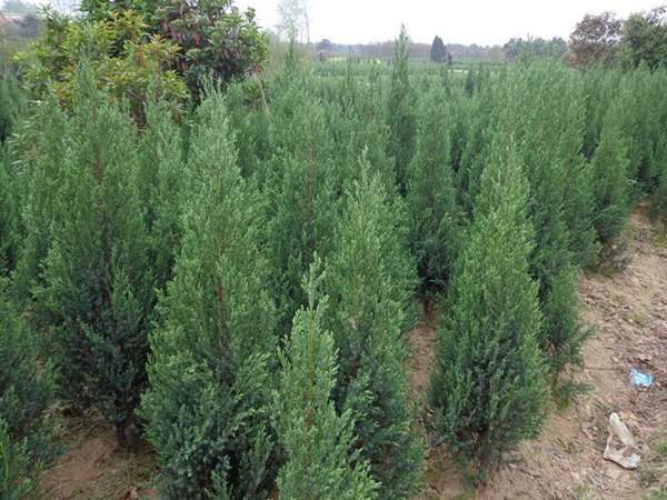 刺柏產區都有哪些地方?