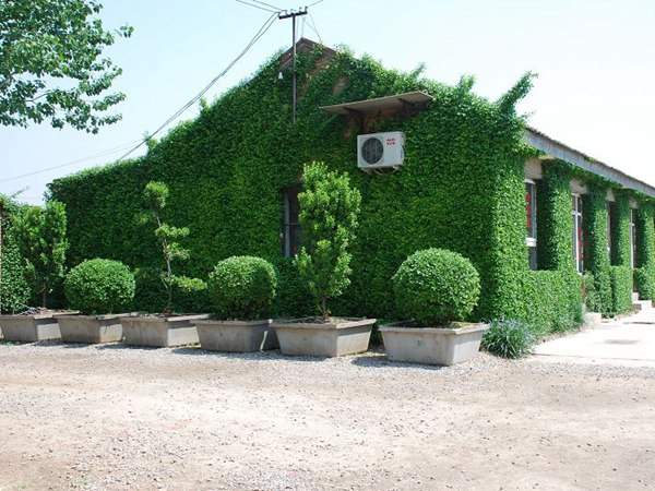 扶芳藤墻體綠化 扶芳藤墻體綠化