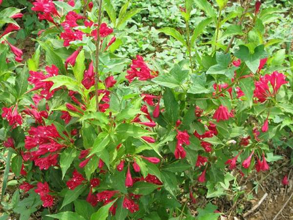 紅王子錦帶價(jià)格大幅上漲,存量不足是主因