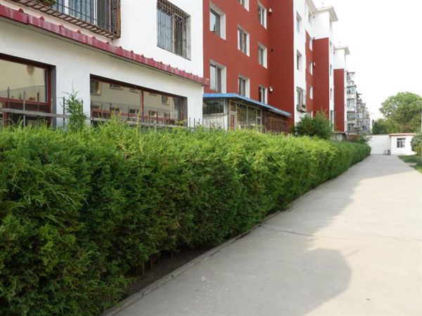 小區(qū)邊的檜柏籬 小區(qū)邊的檜柏籬