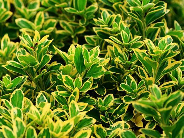 金邊黃楊 金邊黃楊