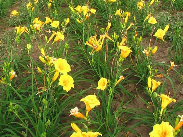 供應優質金娃娃萱草 供應優質金娃娃萱草