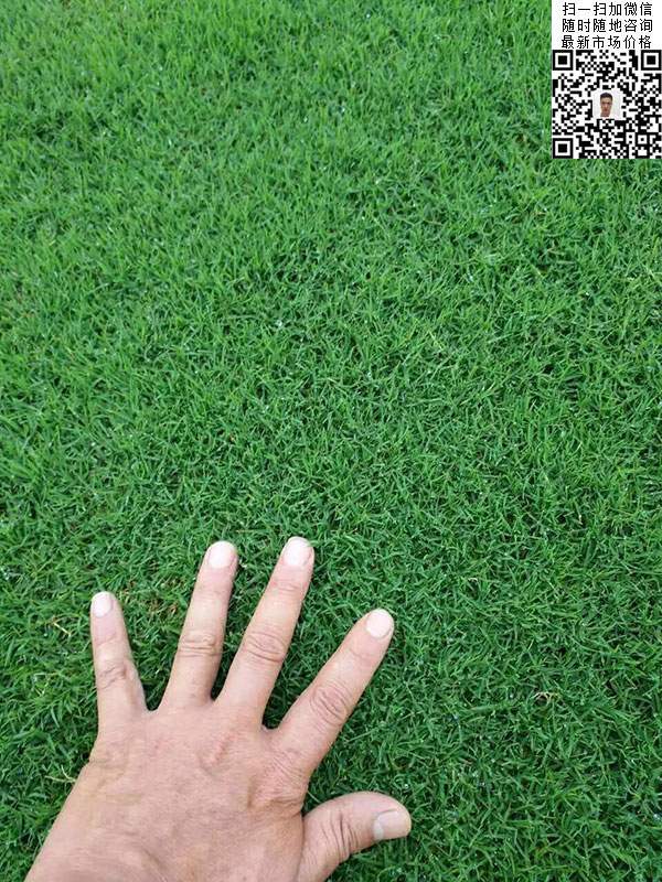 天堂草草坪基地圖片 天堂草草坪基地圖片