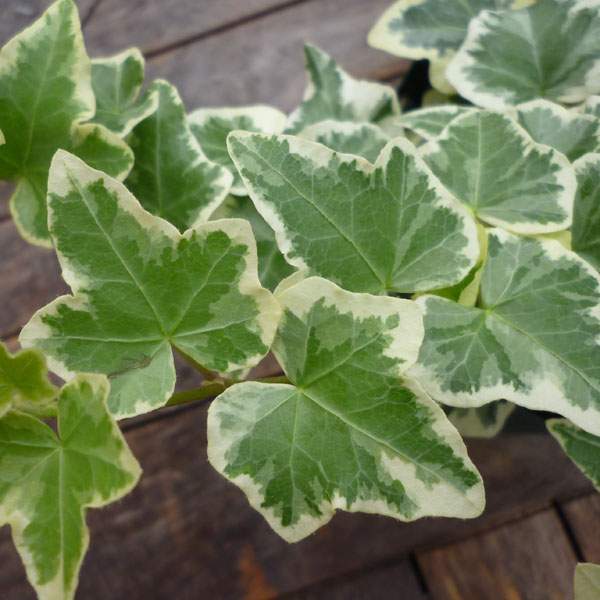 銀邊洋常春藤 銀邊洋常春藤