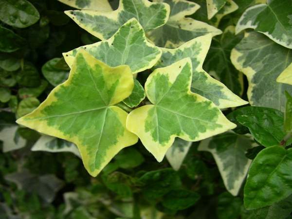 黃斑洋常春藤 黃斑洋常春藤