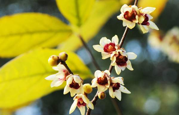 小花臘梅、狗牙梅）