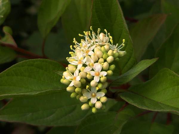 紅瑞木花-長景園林 紅瑞木花-長景園林