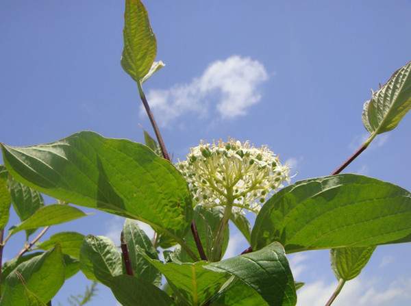 紅瑞木花-長景園林 紅瑞木花-長景園林