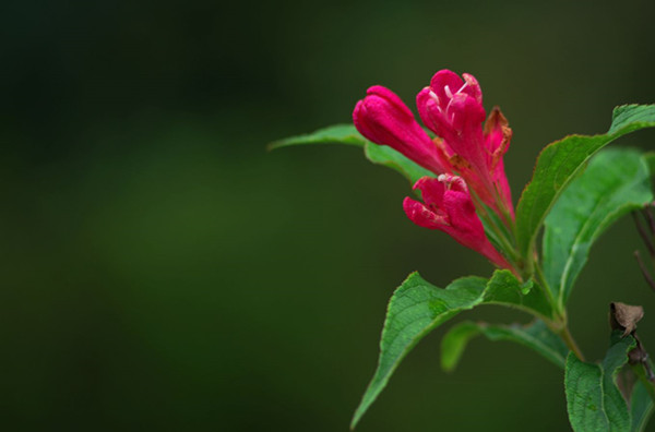紅王子錦帶花--長(zhǎng)景園林 紅王子錦帶花--長(zhǎng)景園林