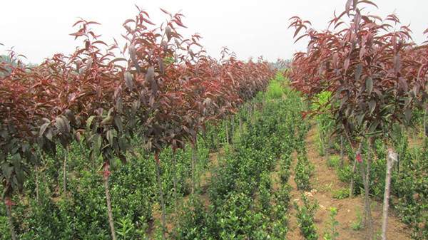 嫁接紫葉桃--長景園林 嫁接紫葉桃--長景園林
