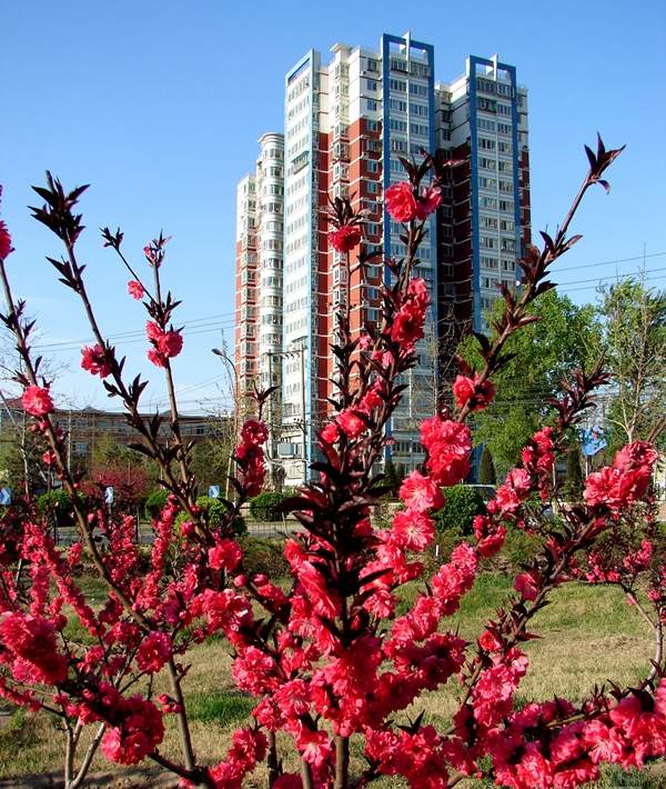 單植的紅葉碧桃 單植的紅葉碧桃