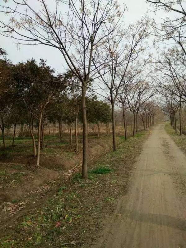 11公分12公分13公分苦楝樹圖片 11公分12公分13公分苦楝樹圖片