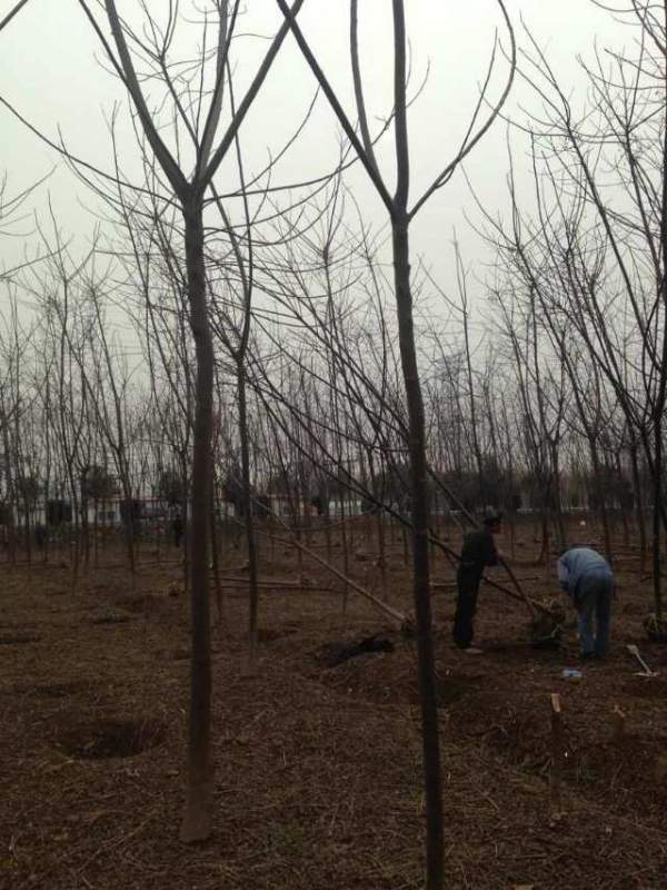 胸徑7公分8公分9公分苦楝樹圖片 胸徑7公分8公分9公分苦楝樹圖片