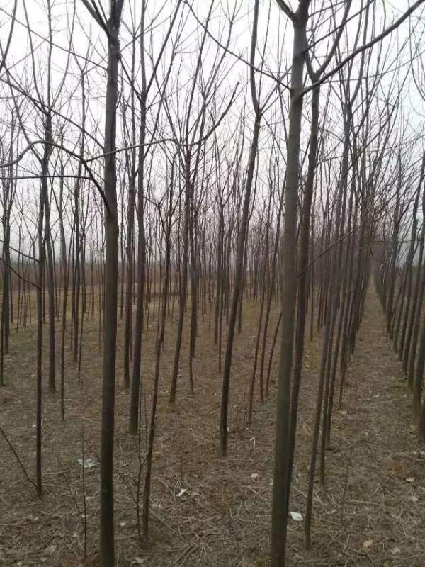 批發6公分7公分苦楝樹 批發6公分7公分苦楝樹