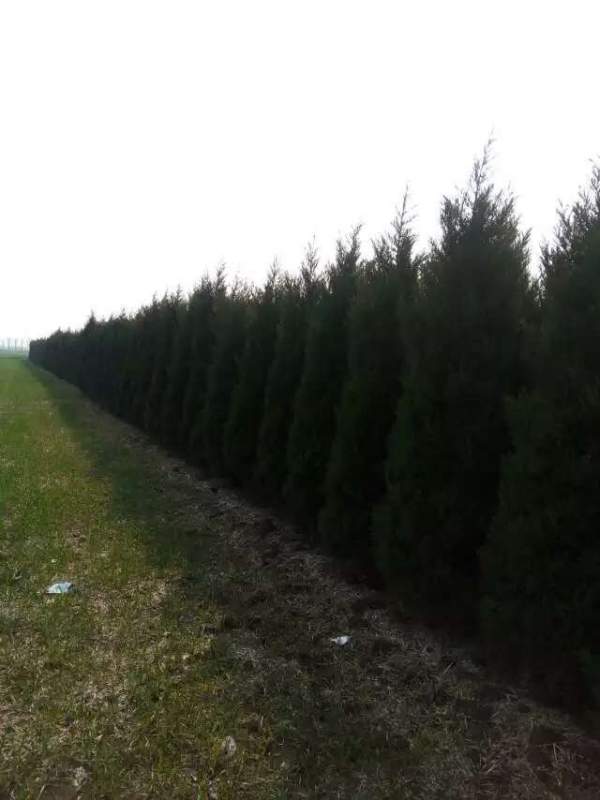 高度2.7米2.8米3米蜀檜價格優惠 高度2.7米2.8米3米蜀檜價格優惠