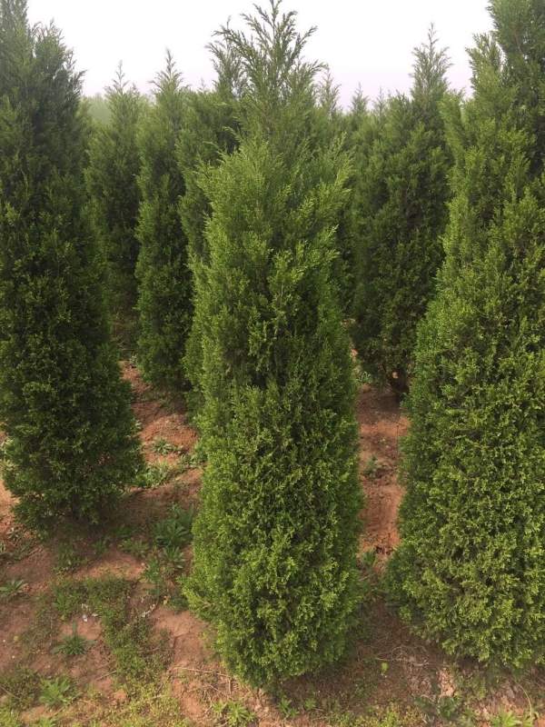 高度2.7米2.8米3米蜀檜價格優惠 高度2.7米2.8米3米蜀檜價格優惠