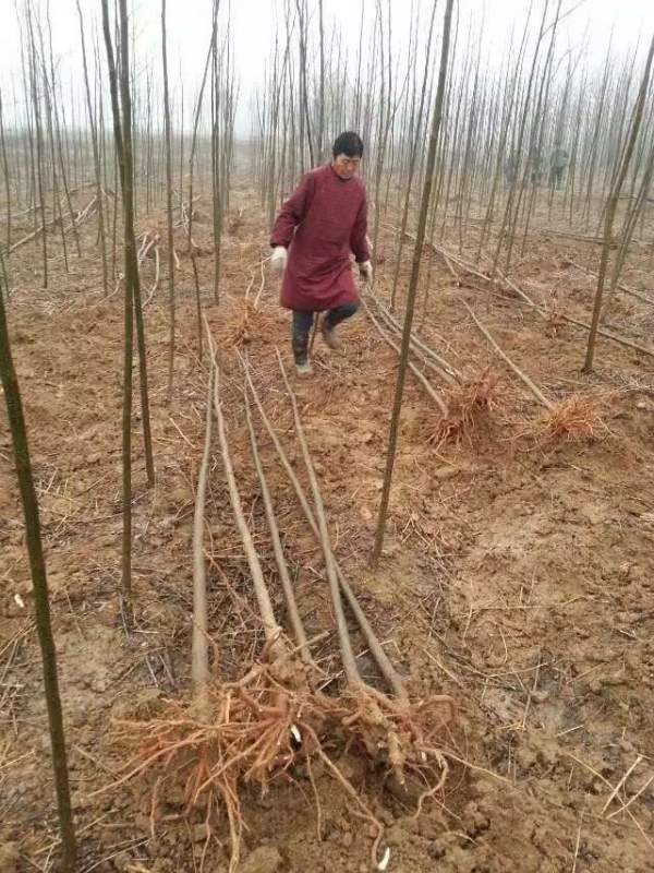 3公分4公分苦楝樹苗 3公分4公分苦楝樹苗