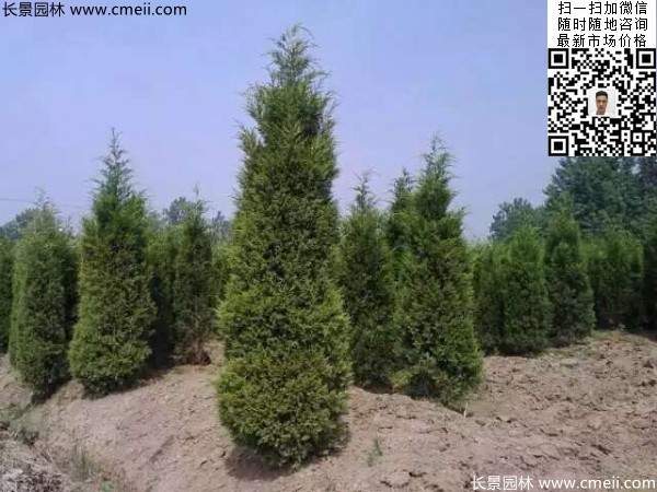 常綠松柏植物塔柏圖片