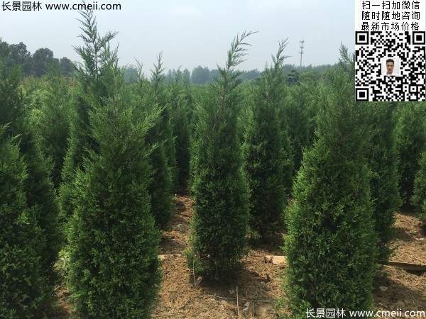 常綠松柏植物塔柏圖片