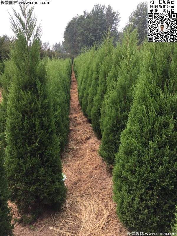 公路綠化植物常綠松柏圓柏圖片