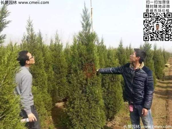 公路綠化植物常綠松柏圓柏圖片