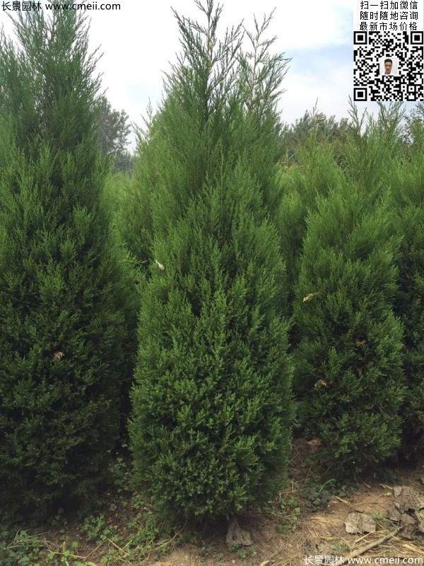公路綠化植物常綠松柏圓柏圖片