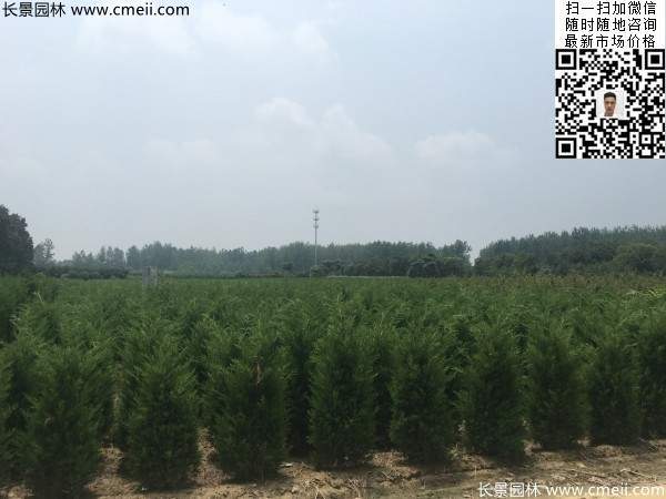 公路綠化植物常綠松柏圓柏圖片