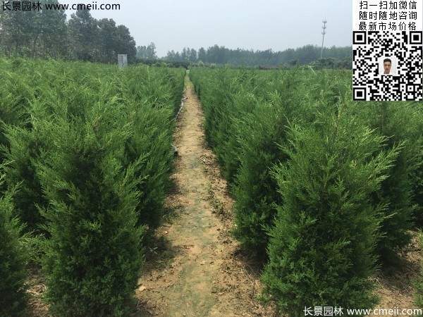 公路綠化植物常綠松柏圓柏圖片