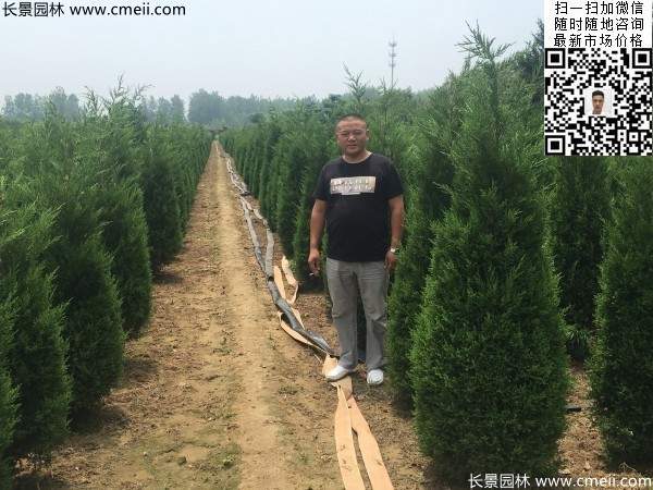 公路綠化植物常綠松柏圓柏圖片