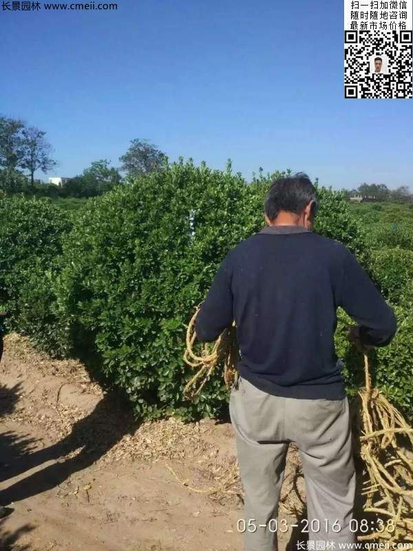 冠幅1.8米2米2.3米大葉黃楊球 冠幅1.8米2米2.3米大葉黃楊球