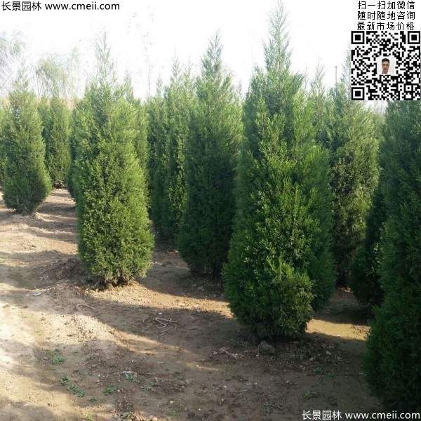 高度2米蜀檜圖片 高度2米蜀檜圖片