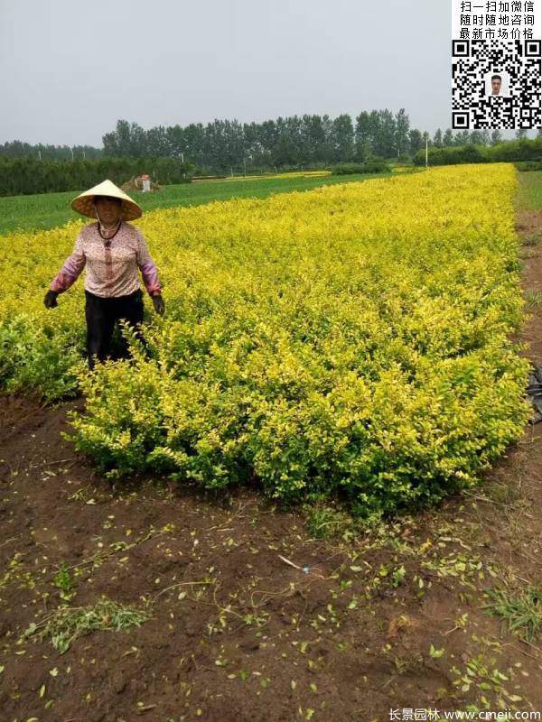 高度30公分40公分50公分金葉女貞苗苗圃現場圖片 高度30公分40公分50公分金葉女貞苗苗圃現場圖片